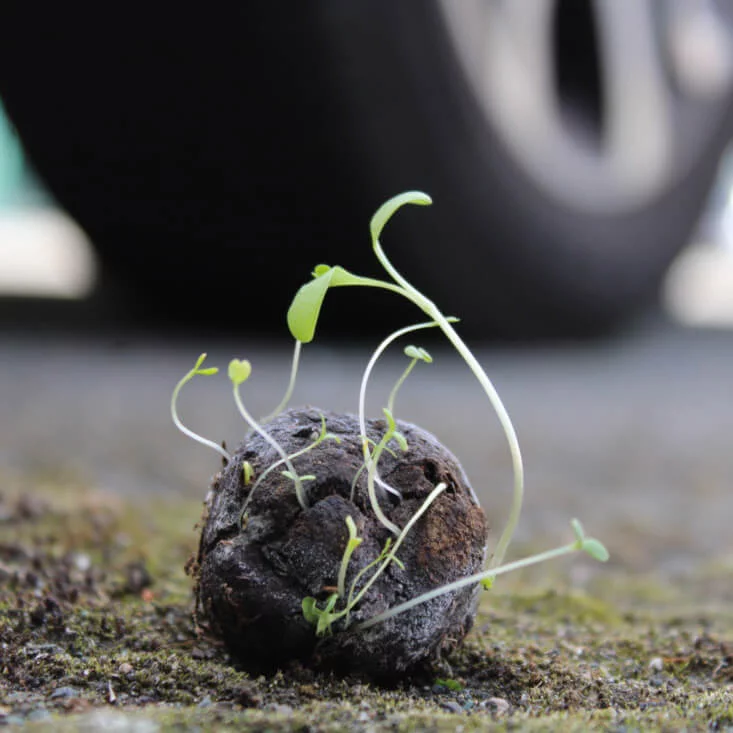 3 bombes à graines dans pochon en toile bisonne – BOMBES POCHON – Image 4