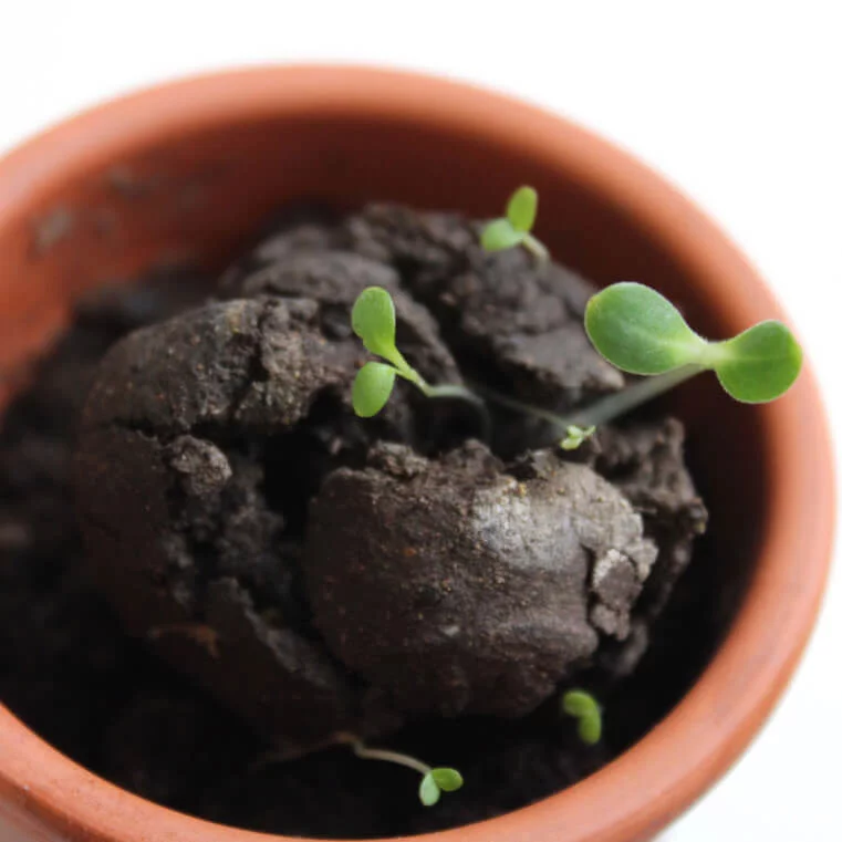 3 bombes à graines dans pochon en toile bisonne – BOMBES POCHON – Image 6