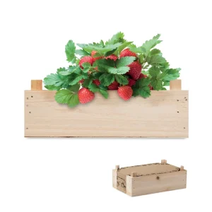 Kit de culture de fraises – STRAWBERRY