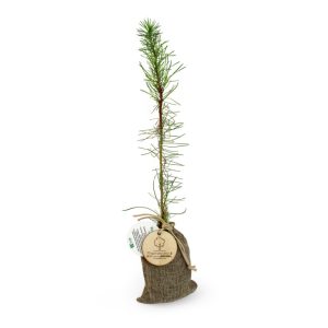 Plant d’arbre en pochon – ARBOCHON